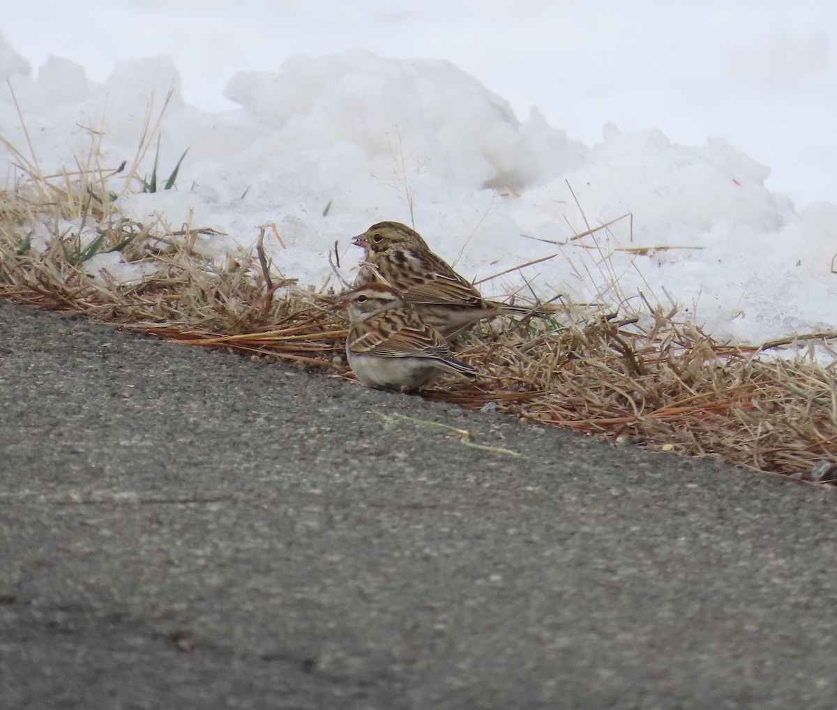 Chipping Sparrow - ML402819521