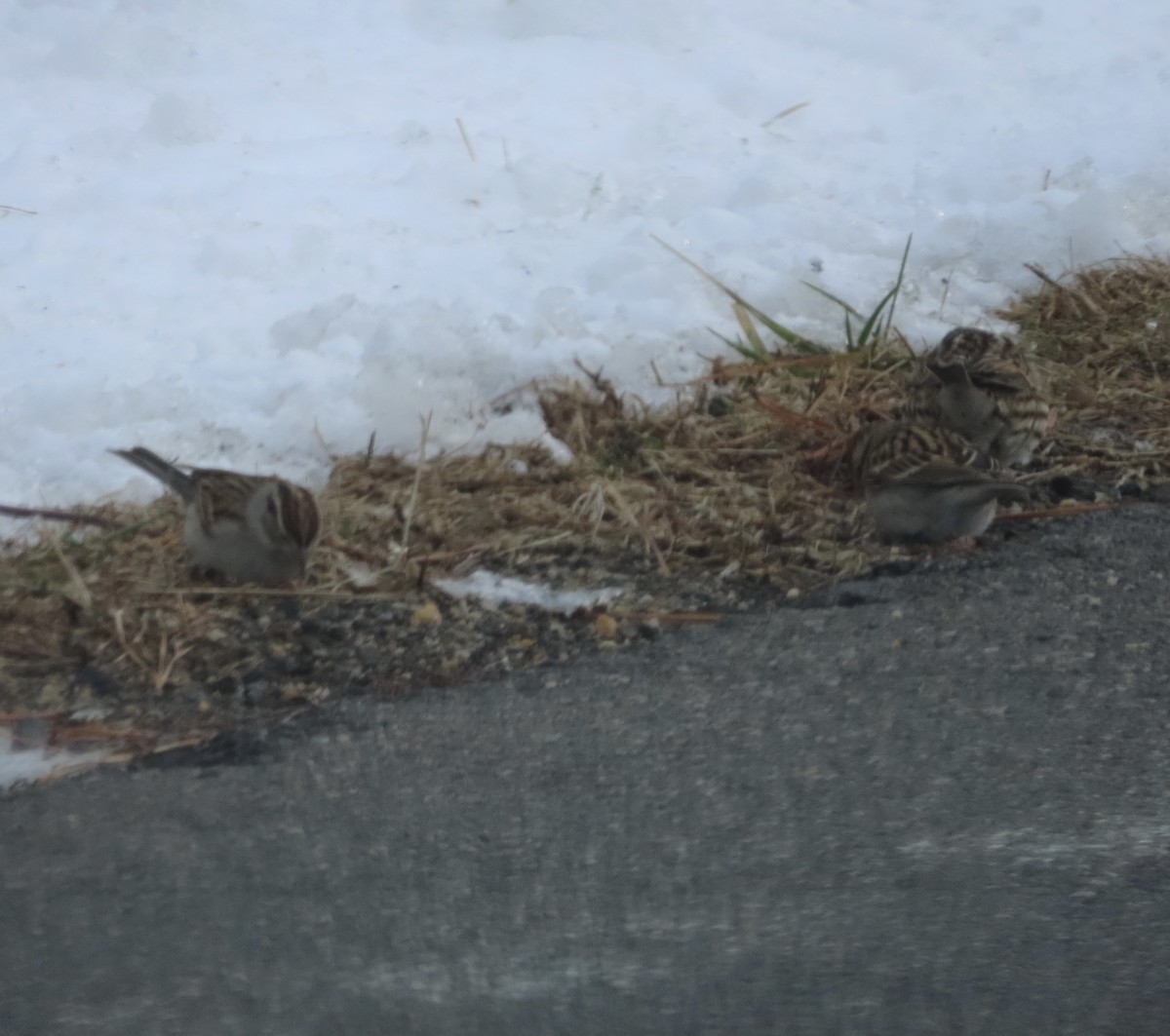 Chipping Sparrow - Joshua Berman