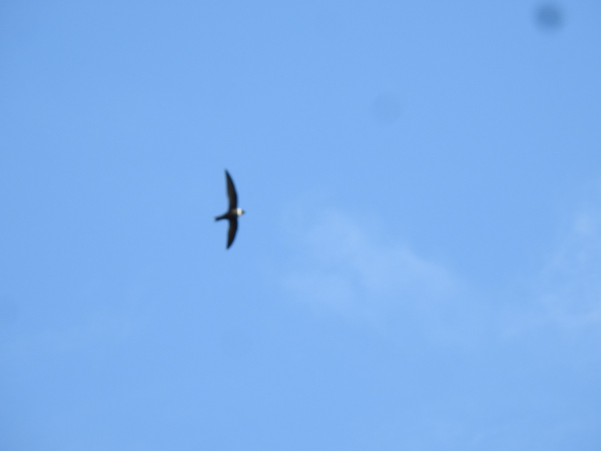 White-collared Swift - ML402819951