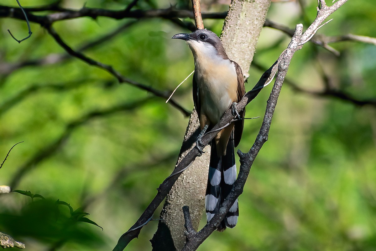 Dark-billed Cuckoo - ML402820581