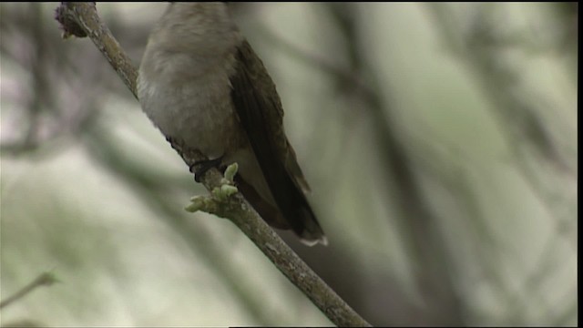 Ruby-throated/Black-chinned Hummingbird - ML402822