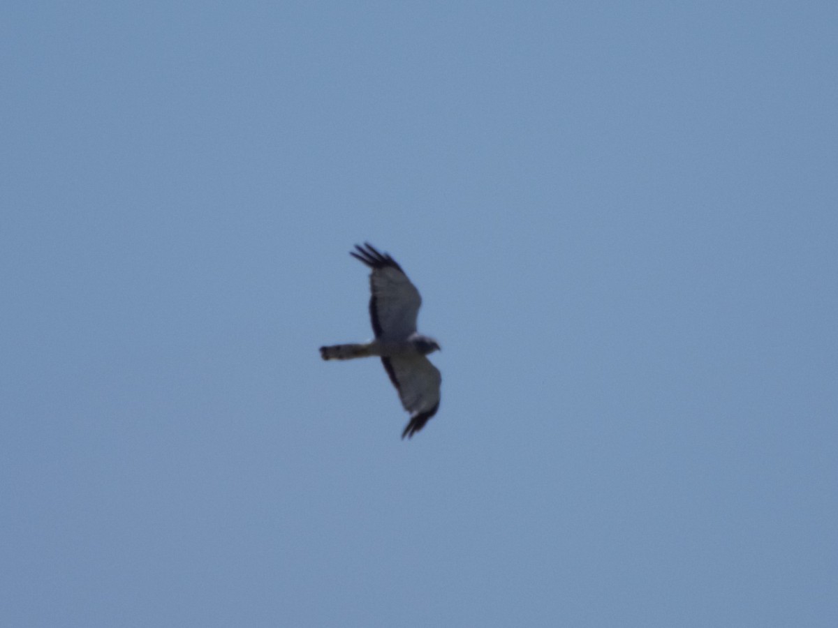 Cinereous Harrier - ML402822201