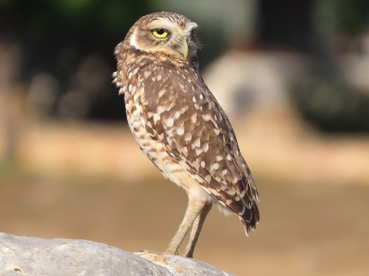 Burrowing Owl - Thore Noernberg