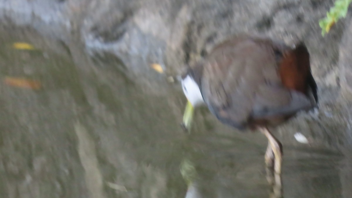White-breasted Waterhen - ML402826871