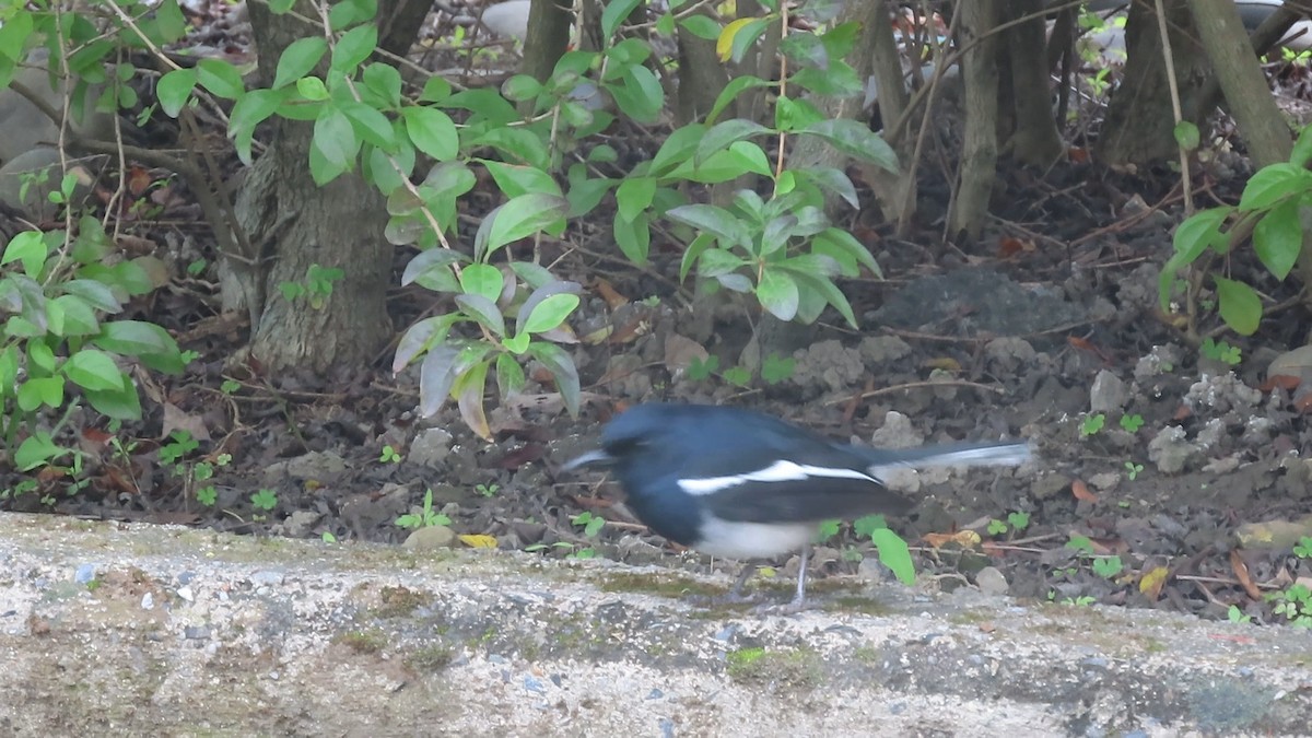 Oriental Magpie-Robin - ML402827041