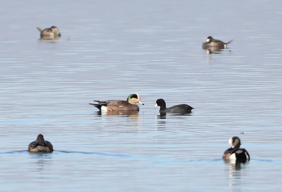 American Wigeon - ML402827261