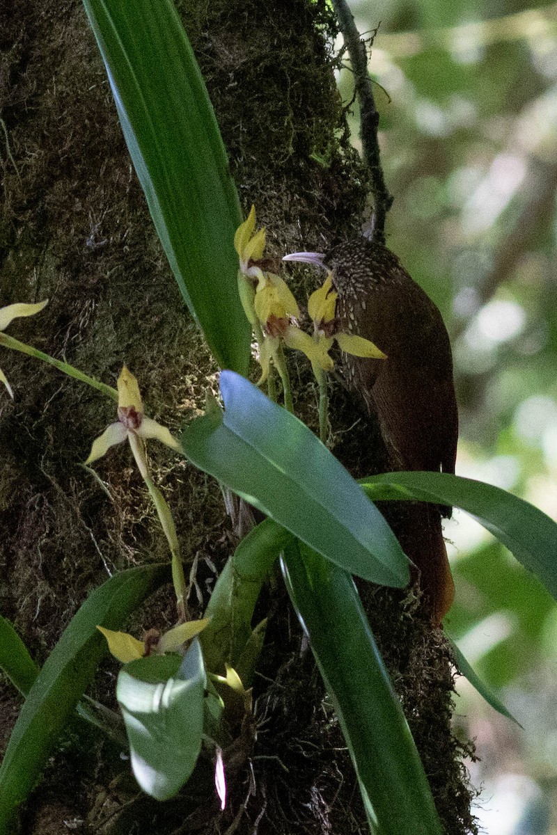 Spotted Woodcreeper - ML402829021
