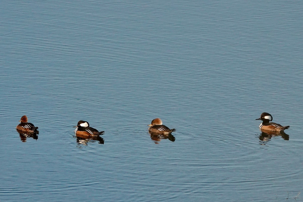 Hooded Merganser - Susan Goodrich