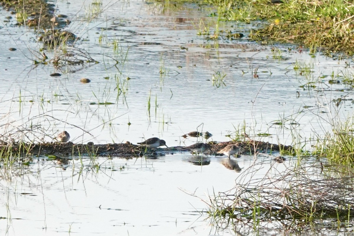 Least Sandpiper - Susan Goodrich