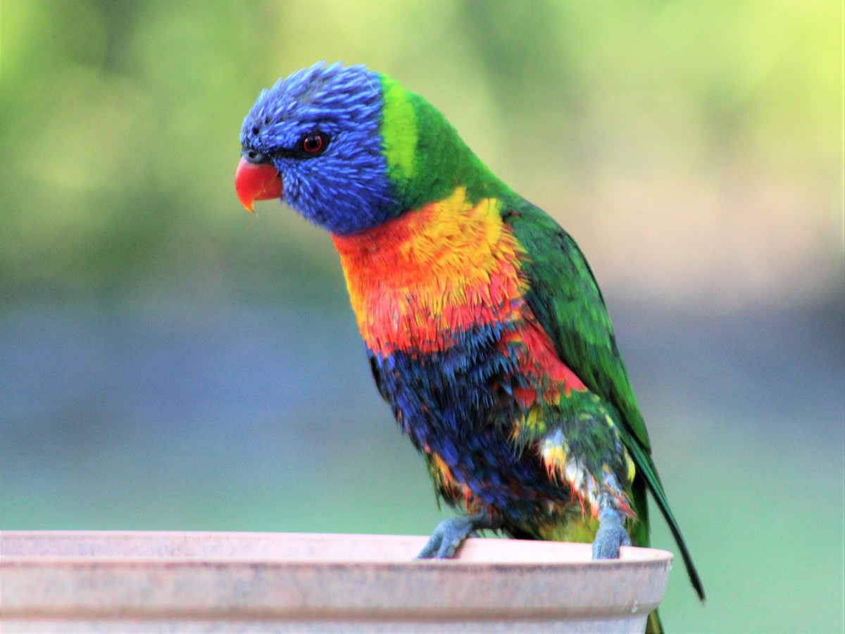 Rainbow Lorikeet - Leonie Beaulieu