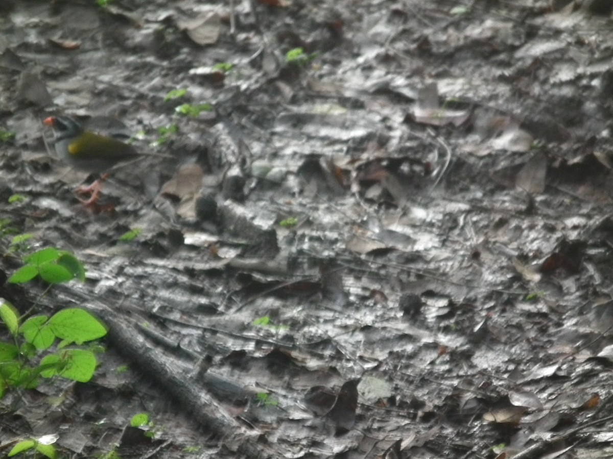 Orange-billed Sparrow - ML402833511