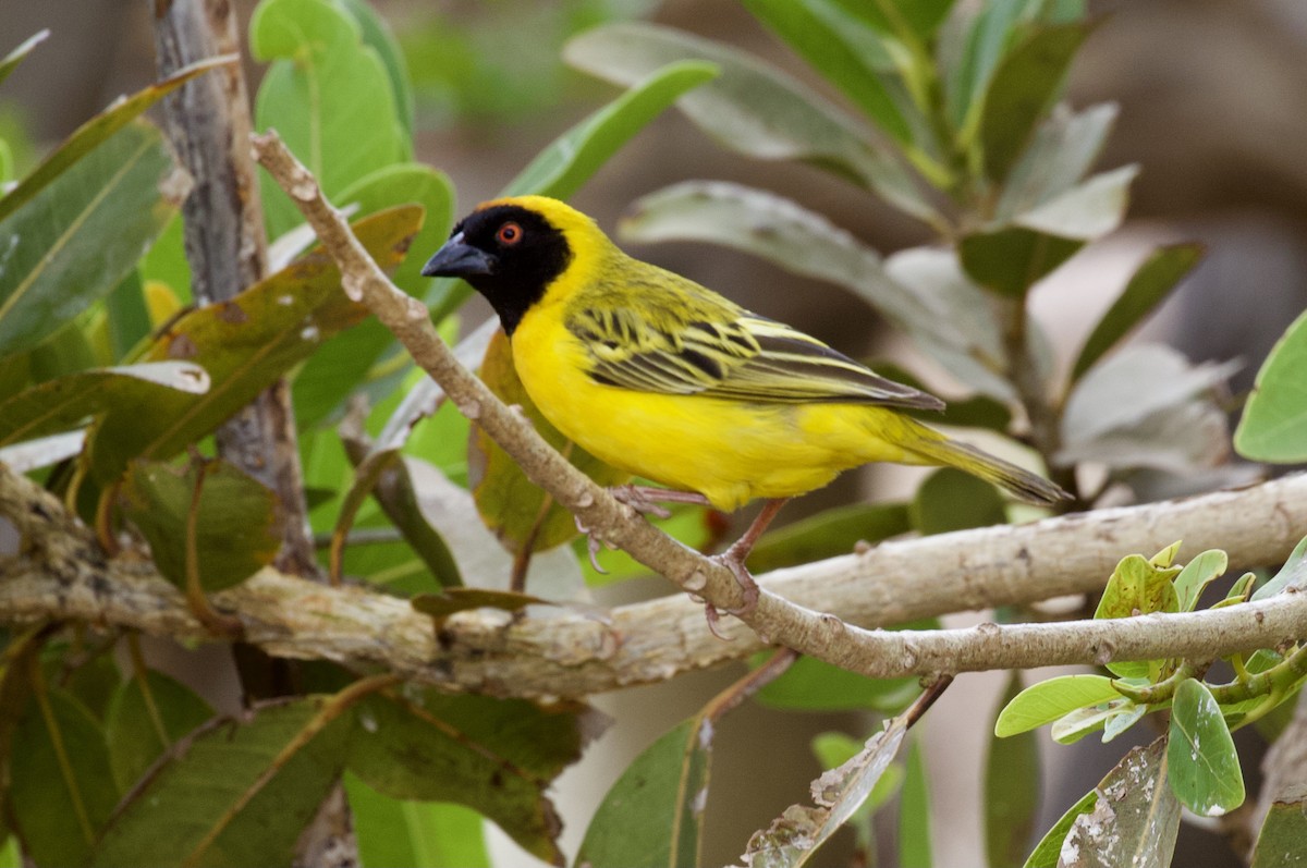 Southern Masked-Weaver - ML402833741