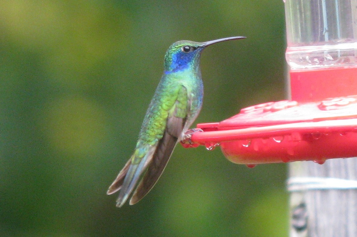 eBird Checklist - 12 Oct 2011 - Private Residence, Cecil County - 6 species