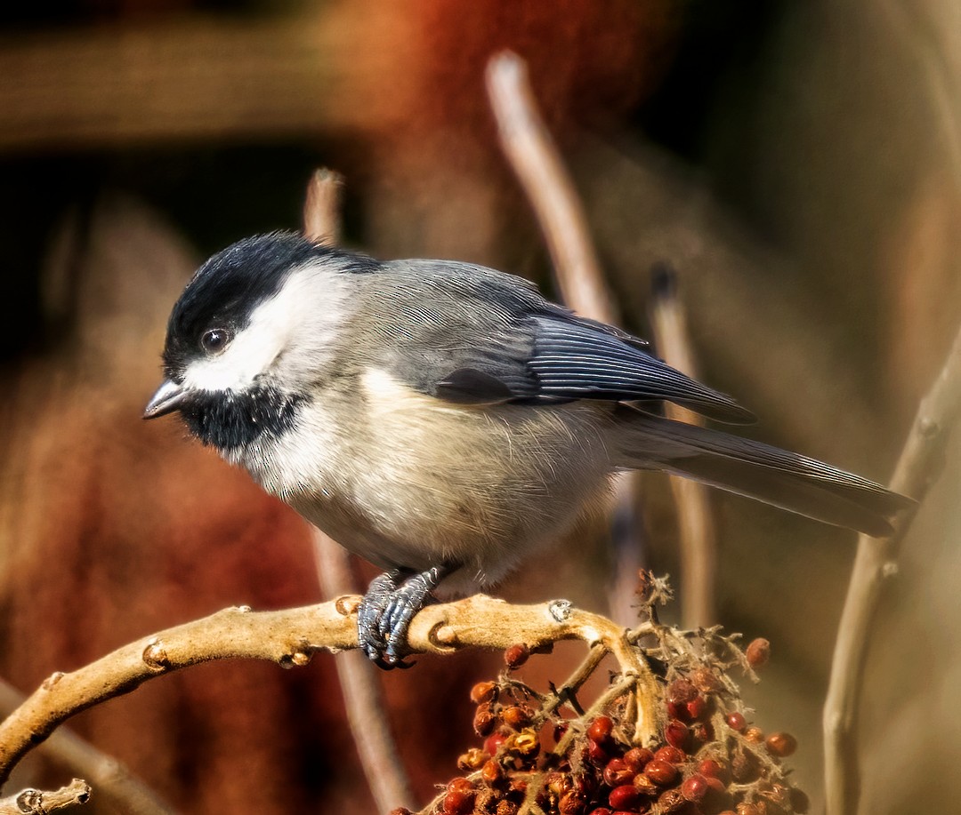 Carolina Chickadee - ML402836001