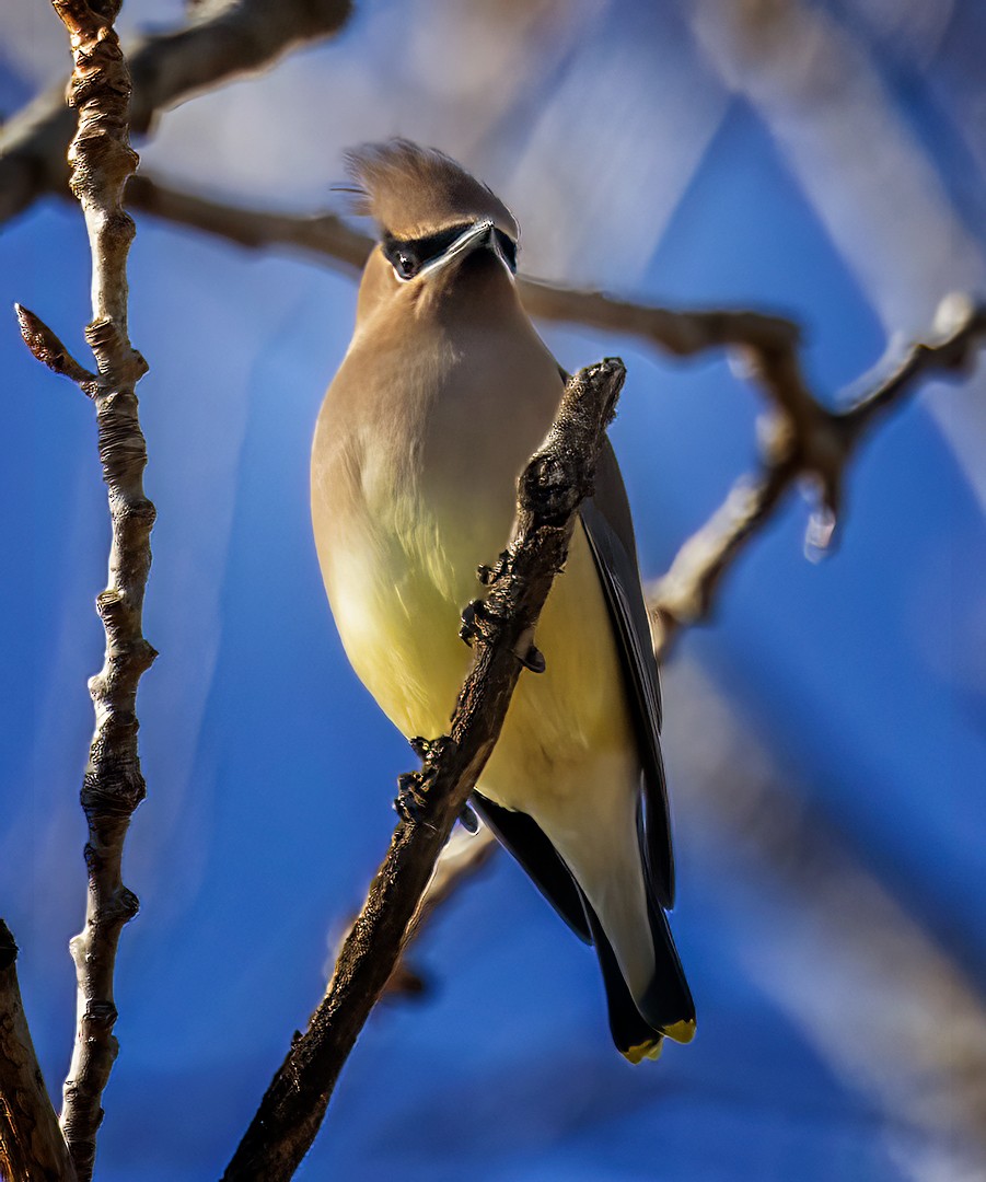 Cedar Waxwing - ML402836021