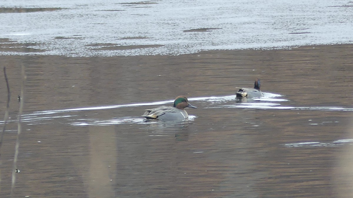 Green-winged Teal - ML402836291