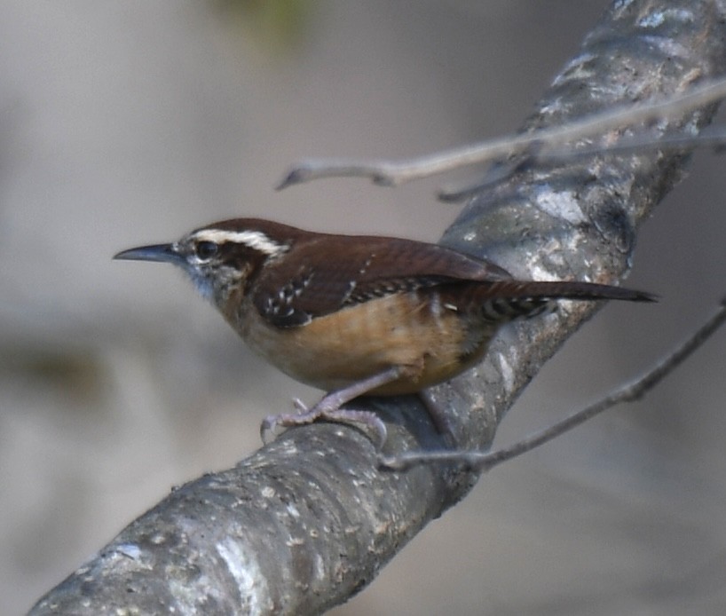 Carolina Wren - ML402836521