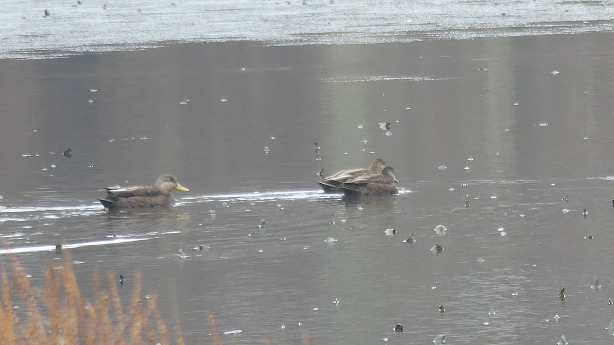 American Black Duck - ML402837471