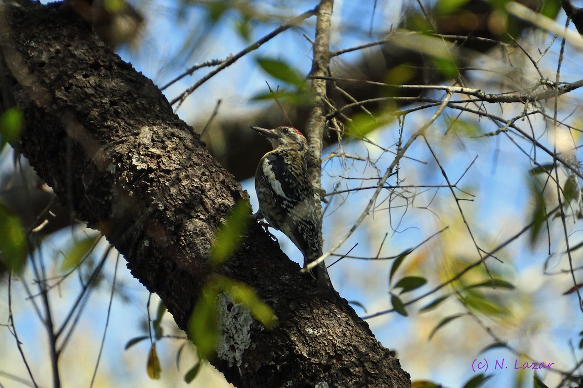 Yellow-bellied Sapsucker - ML402837511