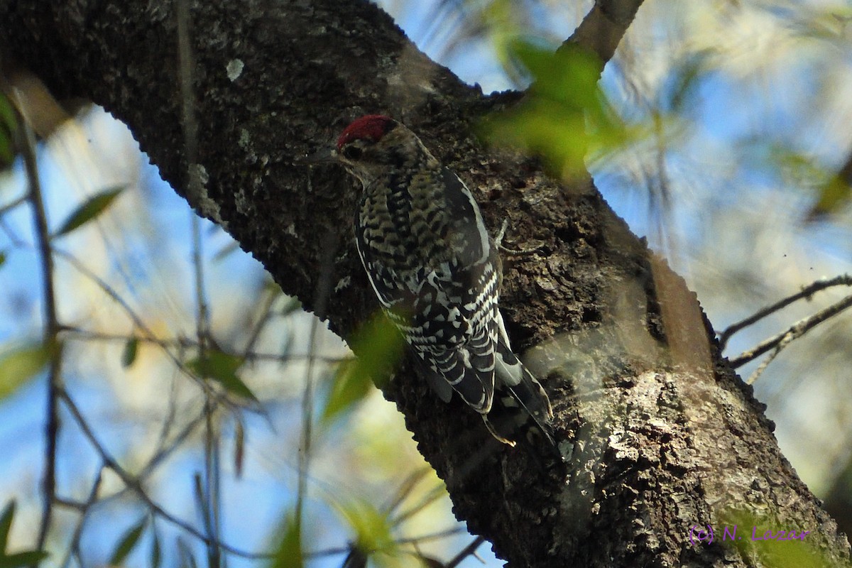 Yellow-bellied Sapsucker - ML402837531