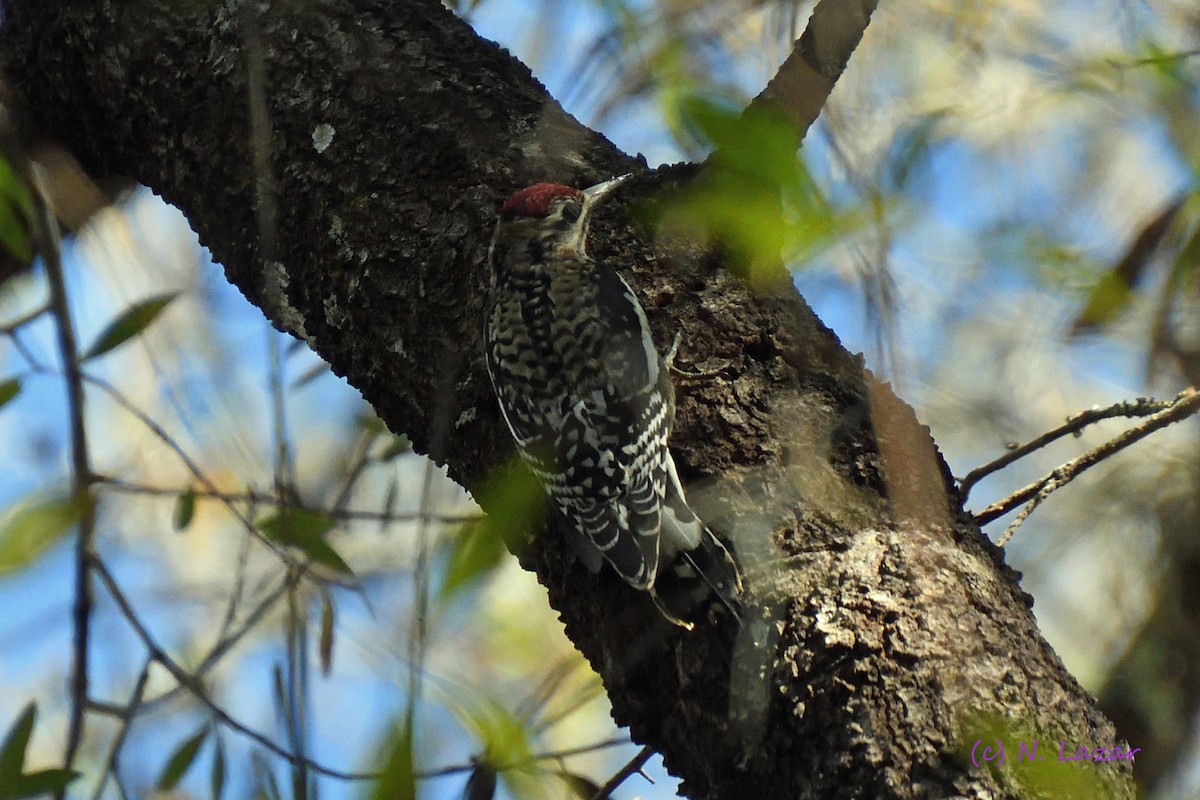 Yellow-bellied Sapsucker - ML402837541