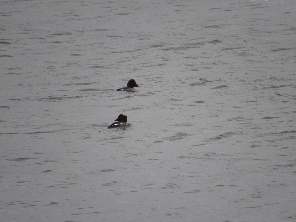 Common Goldeneye - ML402839121