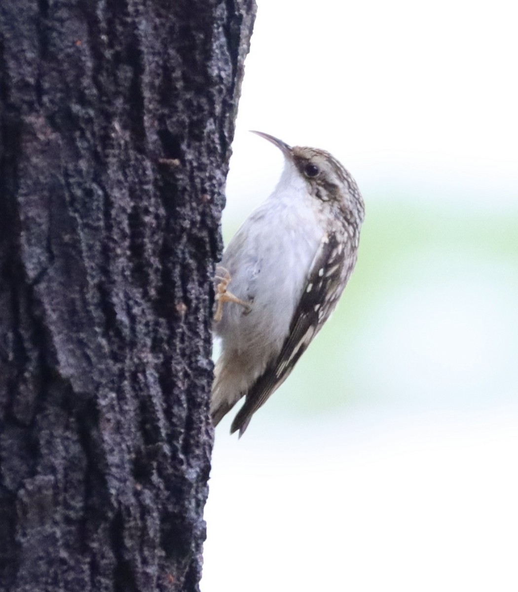 Brown Creeper - ML402839851