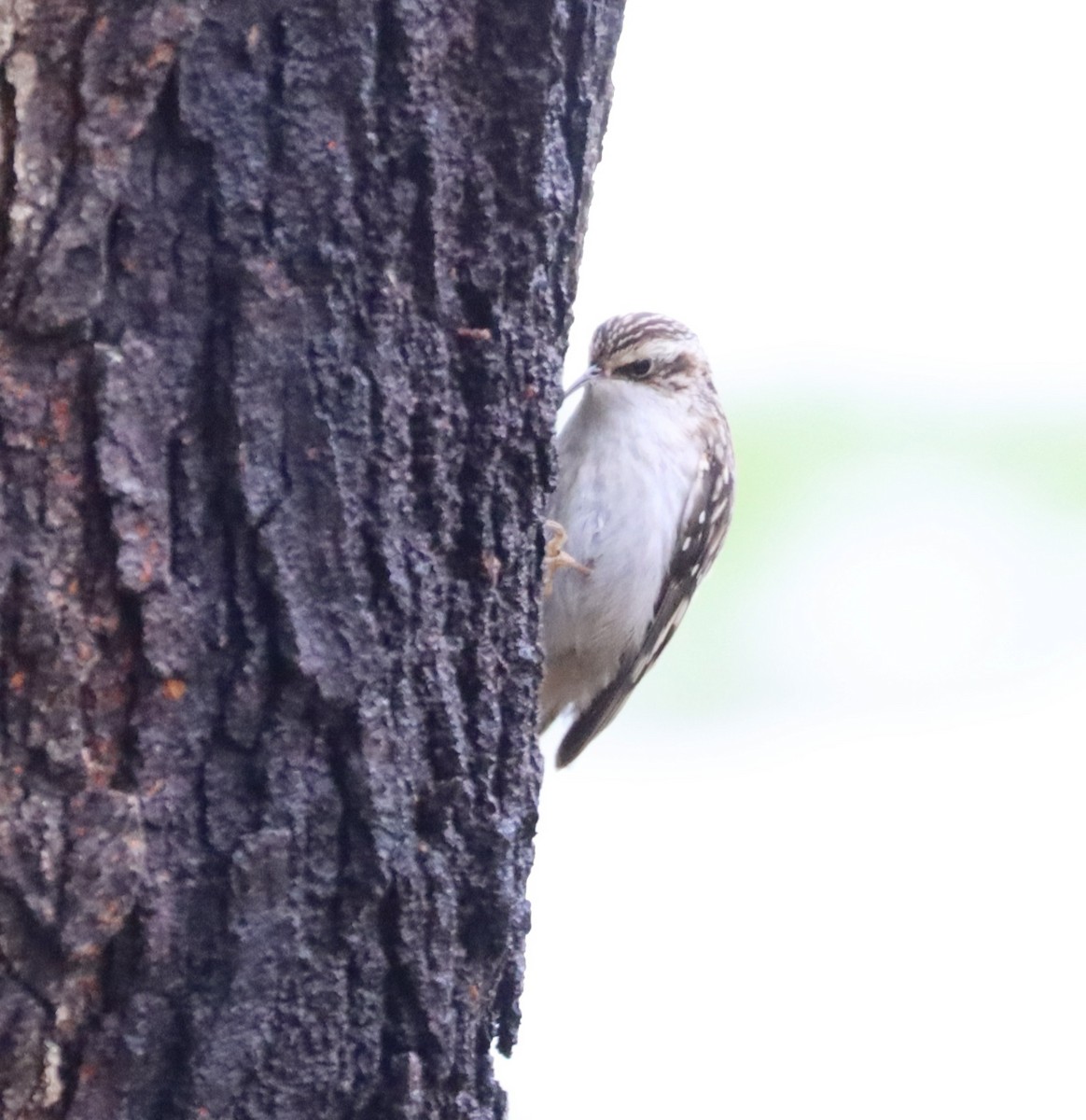 Brown Creeper - ML402839861