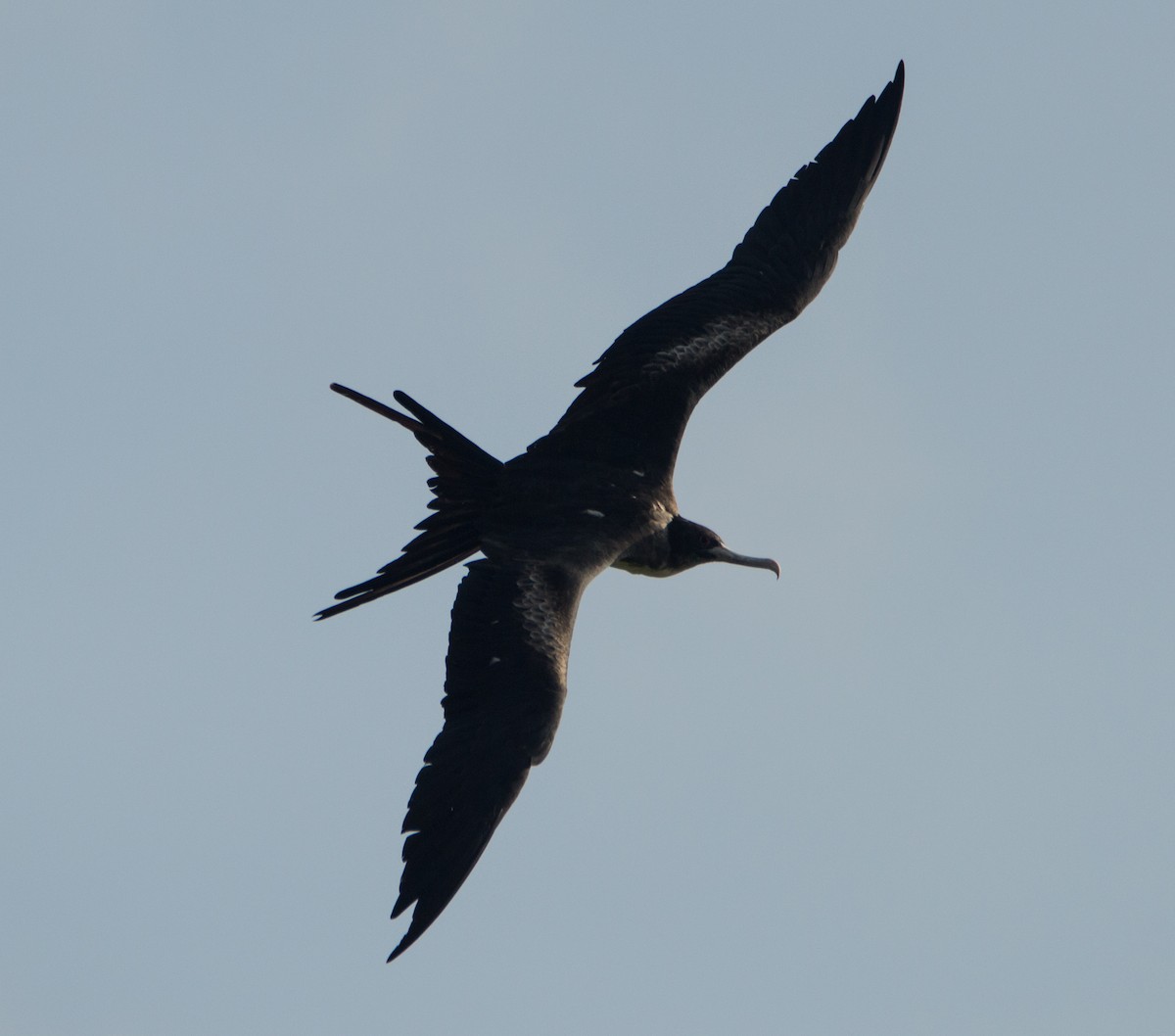 Great Frigatebird - ML402840431