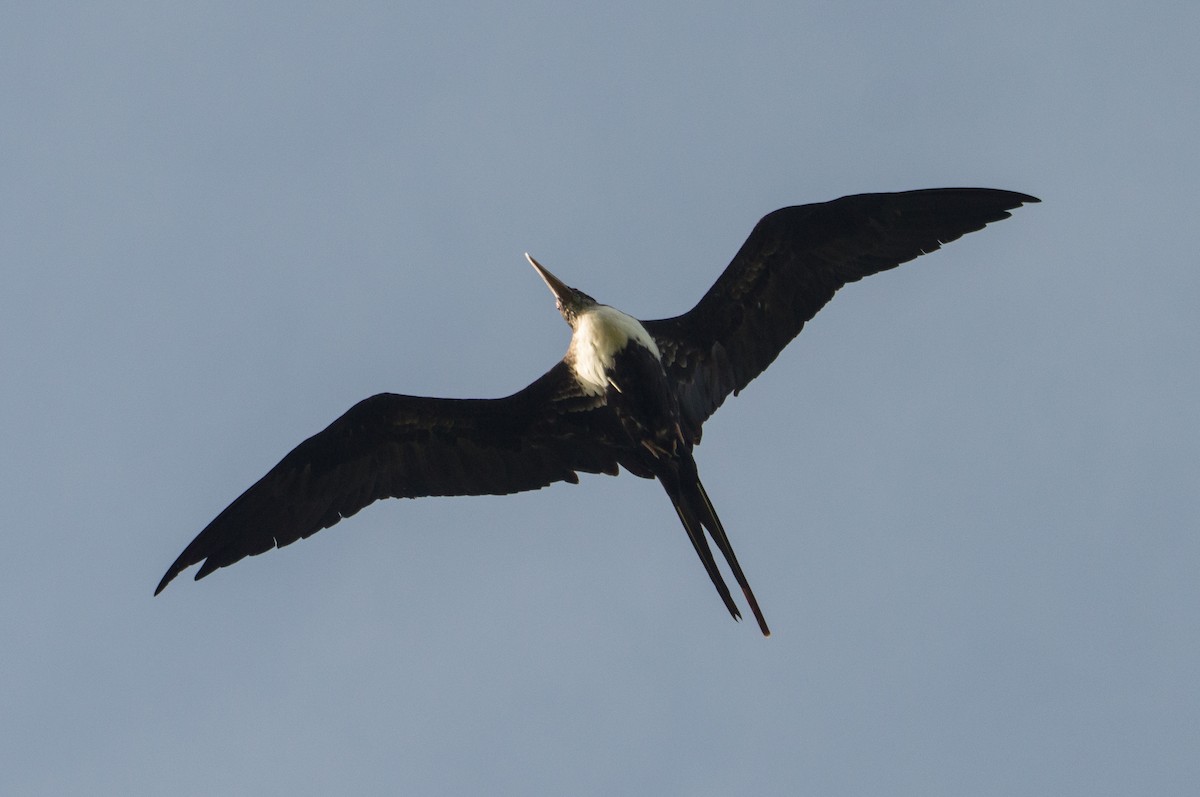 Great Frigatebird - ML402840551