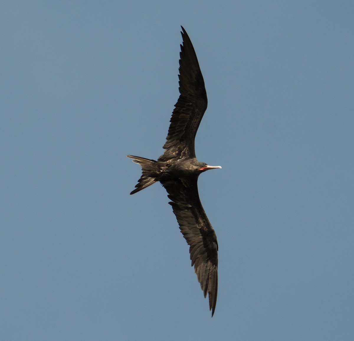 Great Frigatebird - ML402840621