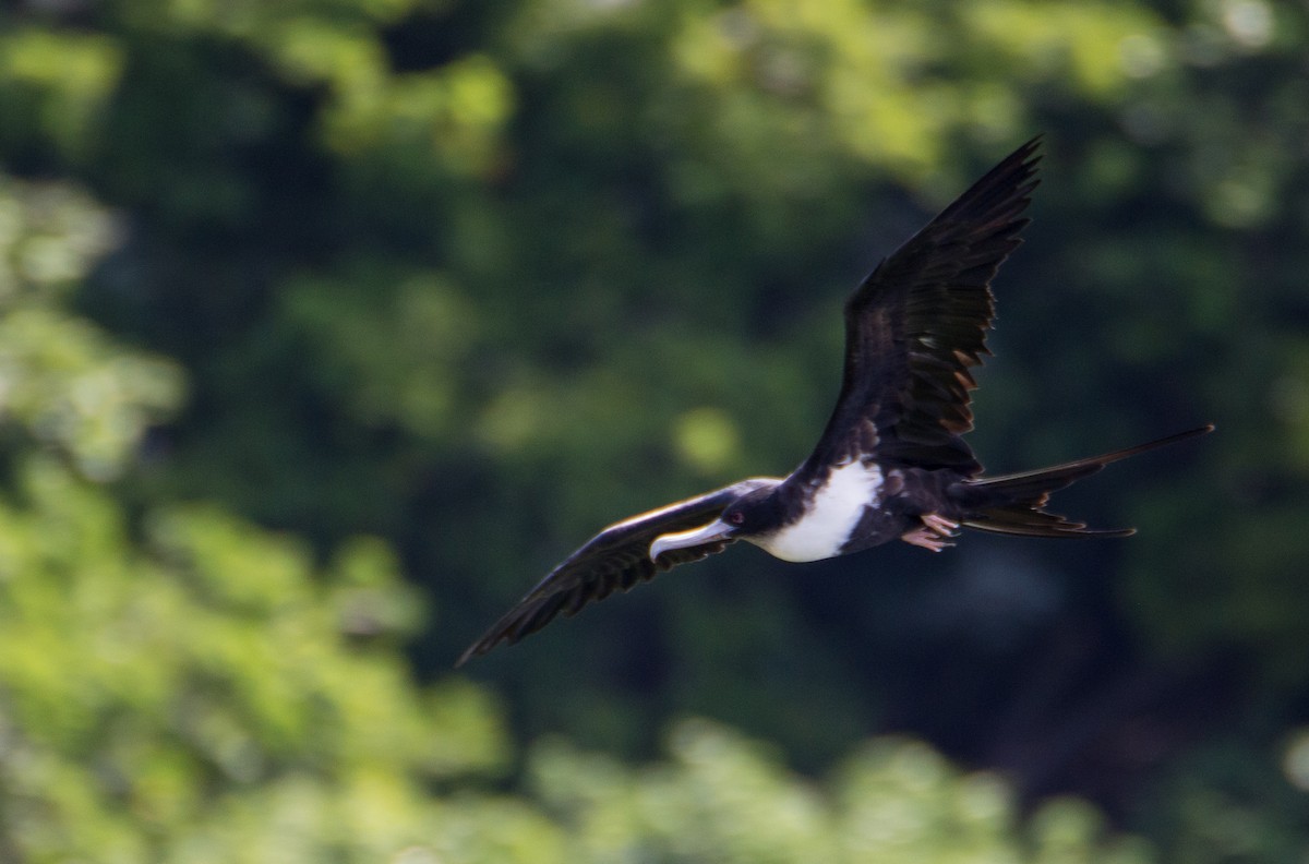 Great Frigatebird - ML402840681