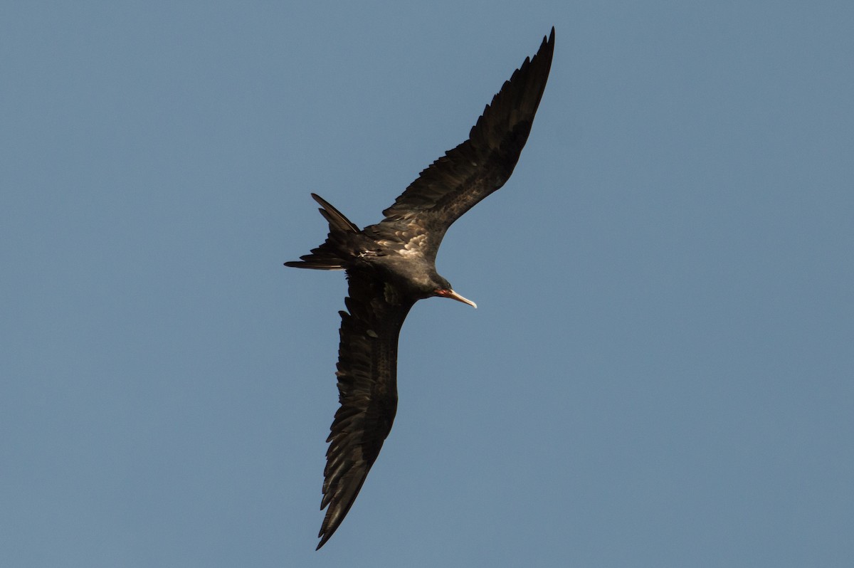 Great Frigatebird - ML402840841