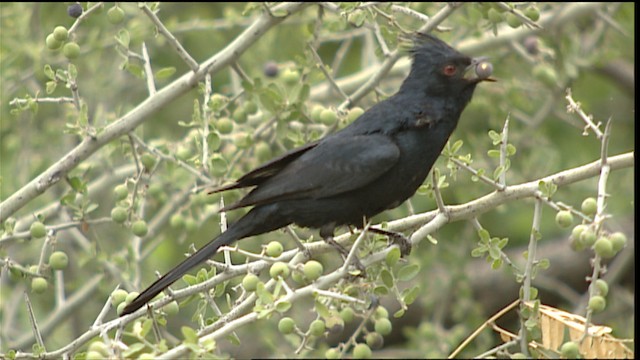 Capulinero Negro - ML402841