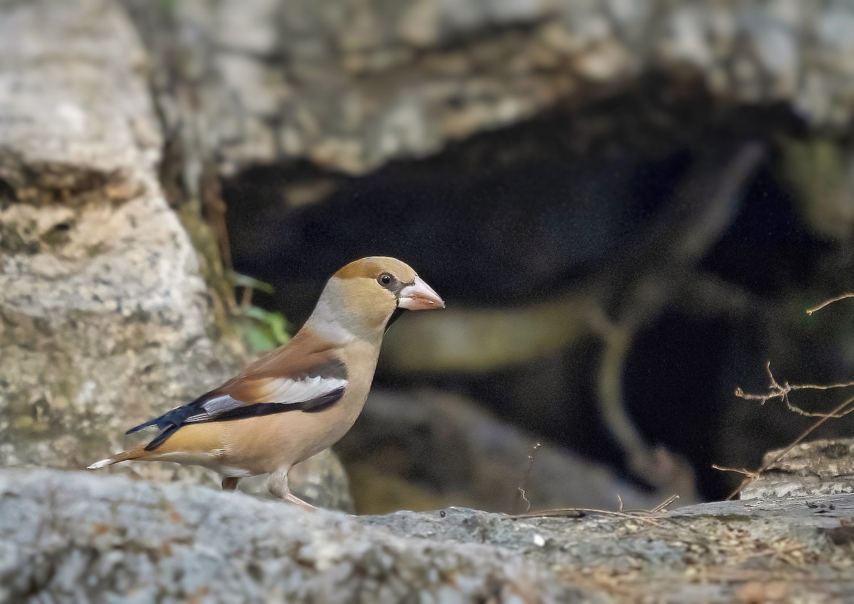 kjernebiter - ML402841341