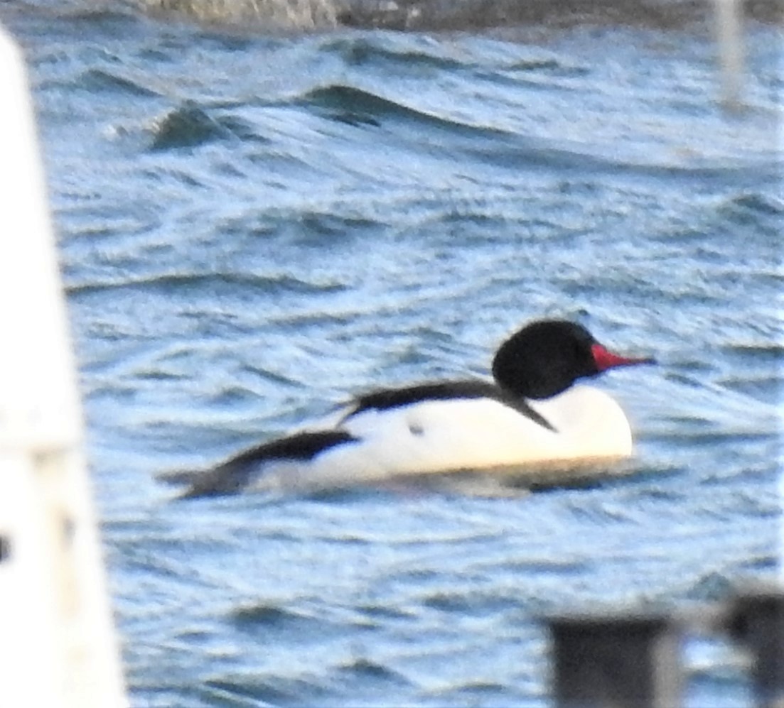 Common Merganser (North American) - ML402842481