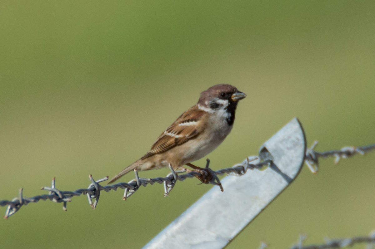 Eurasian Tree Sparrow - ML402842491