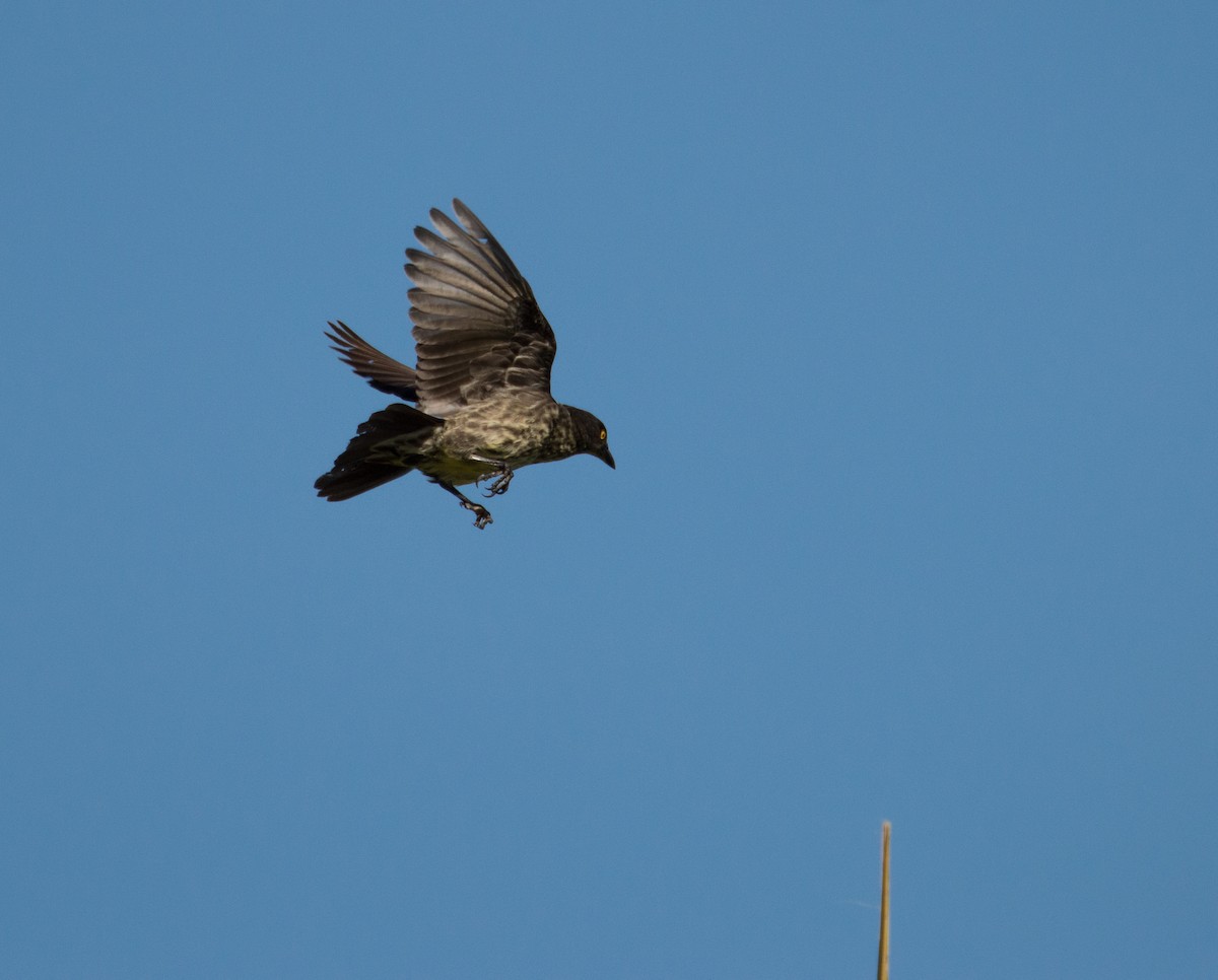 Micronesian Starling - ML402844351