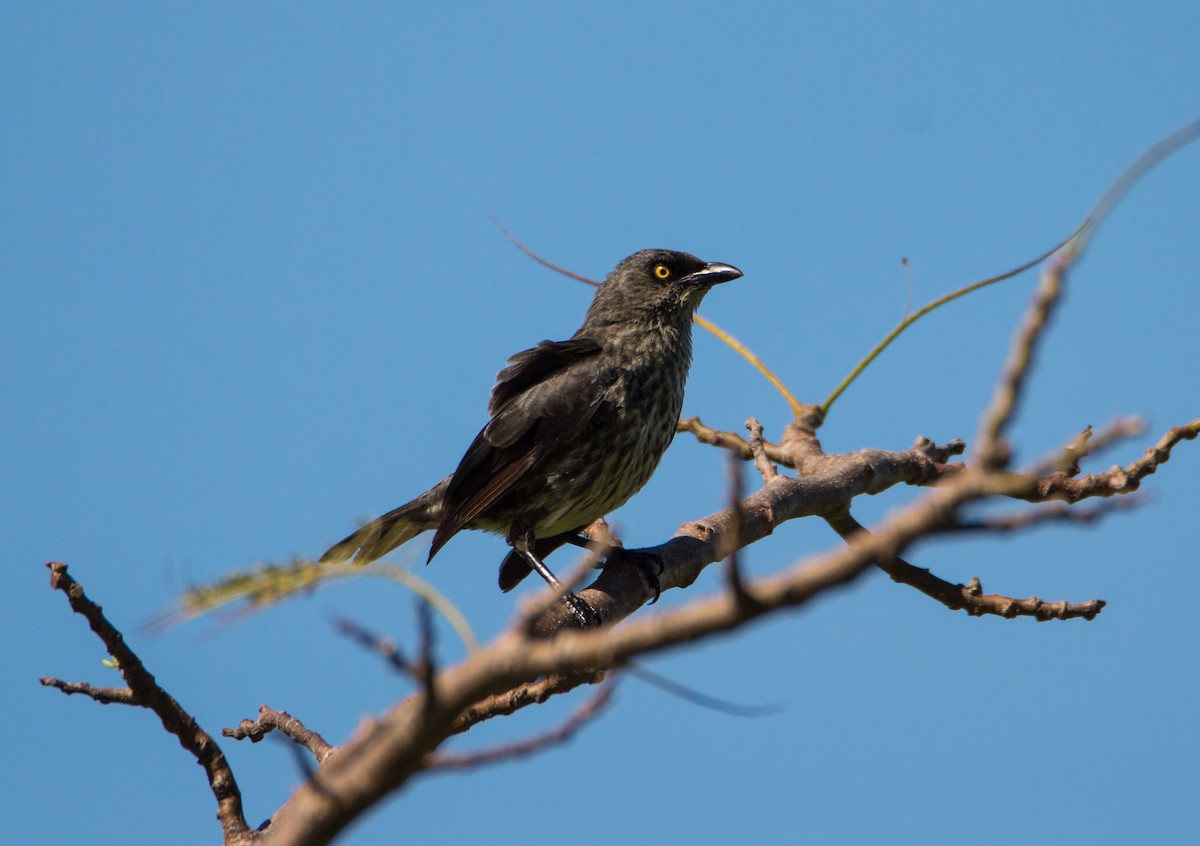 Micronesian Starling - ML402844561