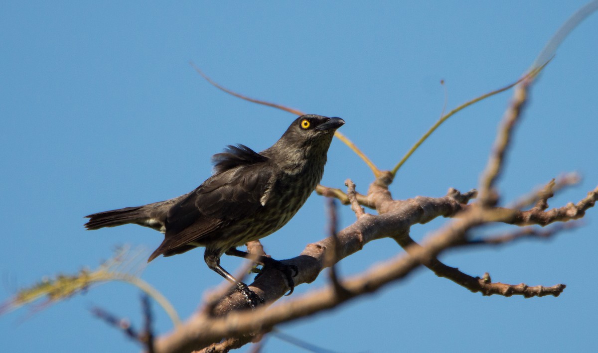 Micronesian Starling - ML402844641