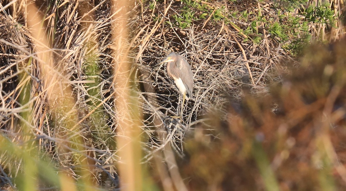 Tricolored Heron - ML402845591