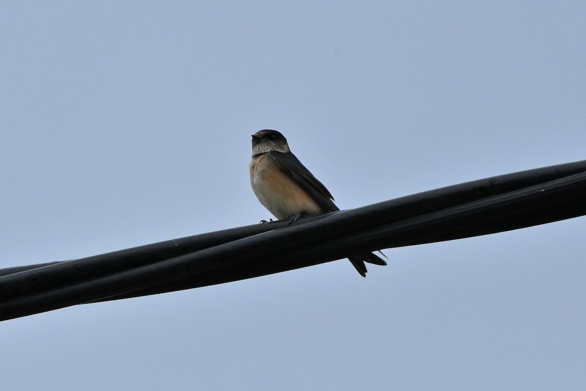 Golondrina Arborícola - ML402846081