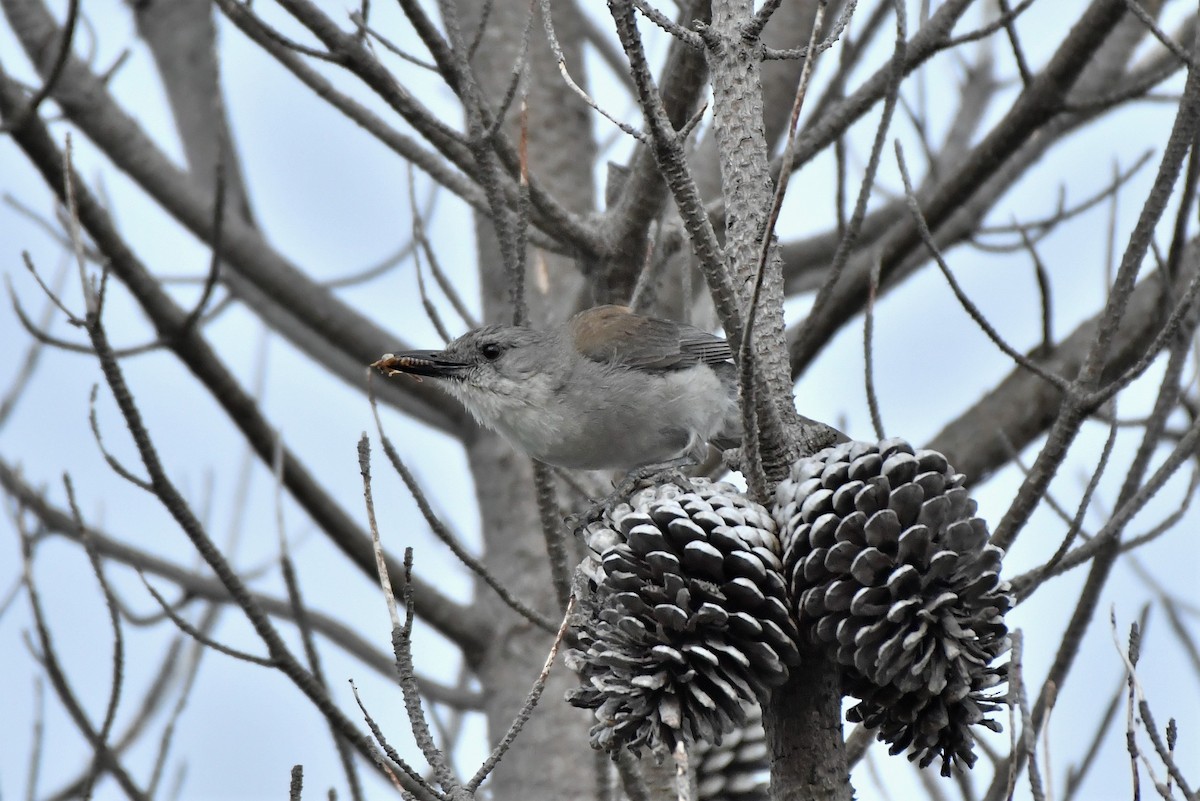 Gray Shrikethrush - Sam Adams