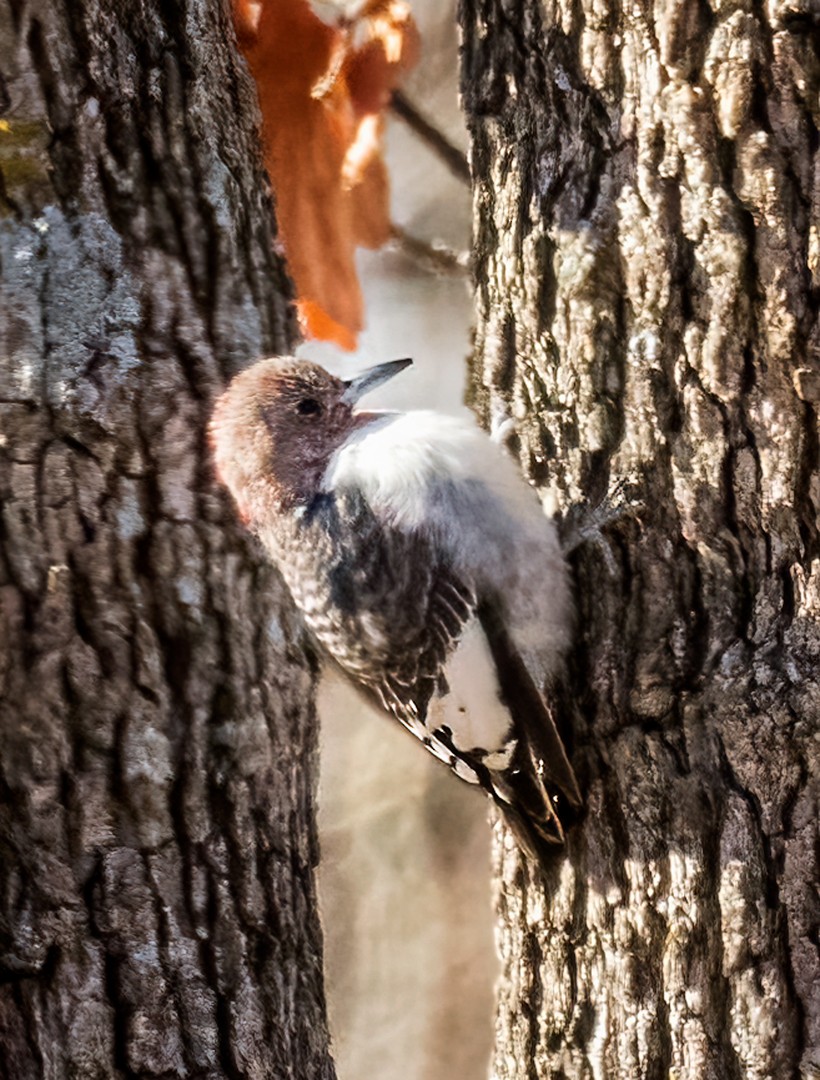 Red-headed Woodpecker - ML402848071