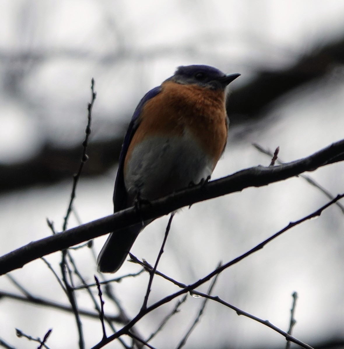 Eastern Bluebird - ML402850271