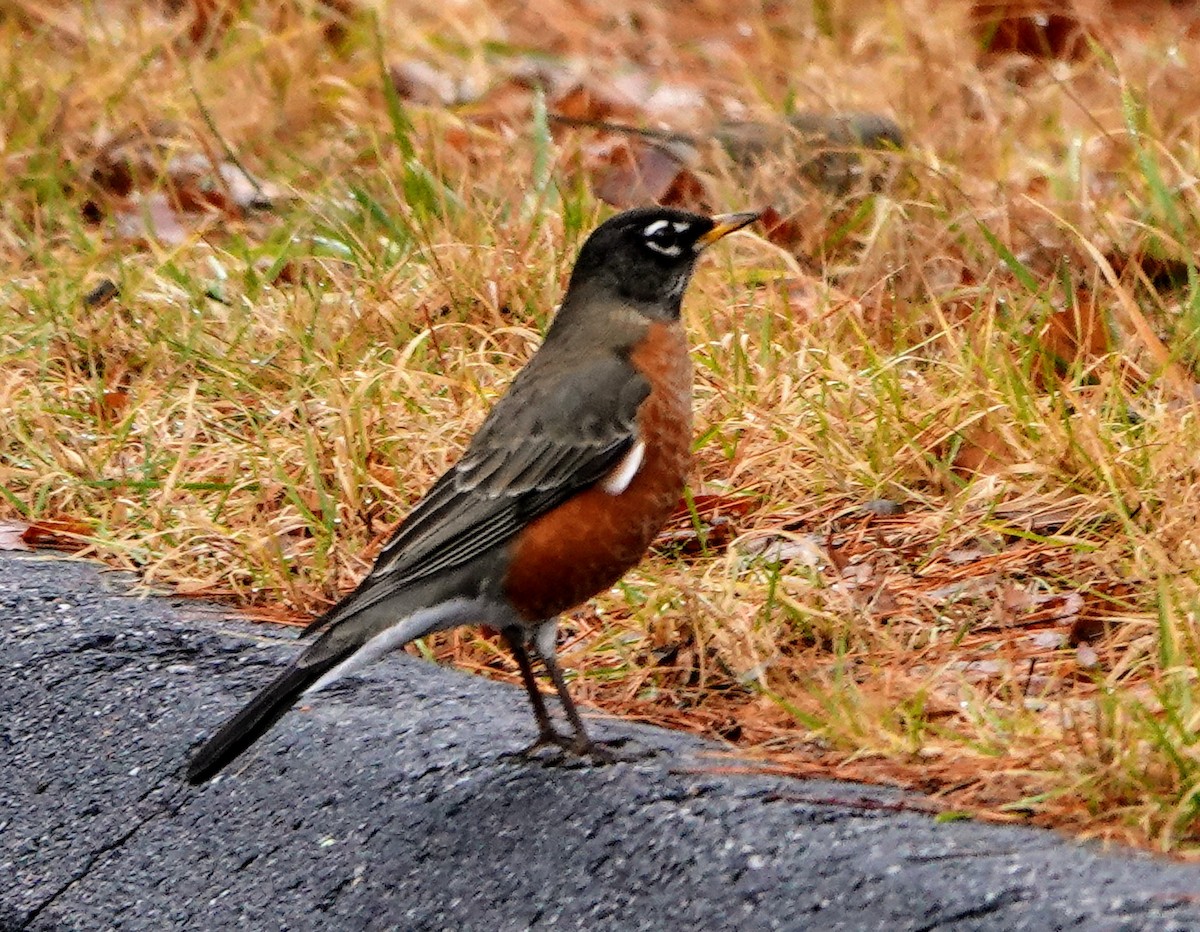 American Robin - ML402850601