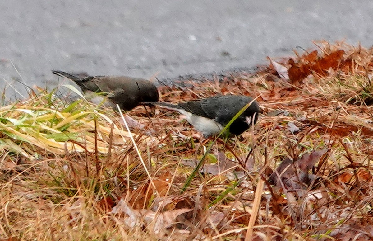 Dark-eyed Junco - ML402850781