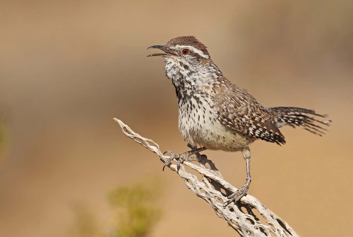 Cactus Wren - ML402851811