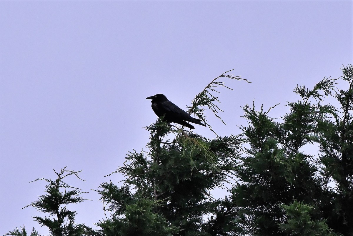 Forest Raven - ML402852921