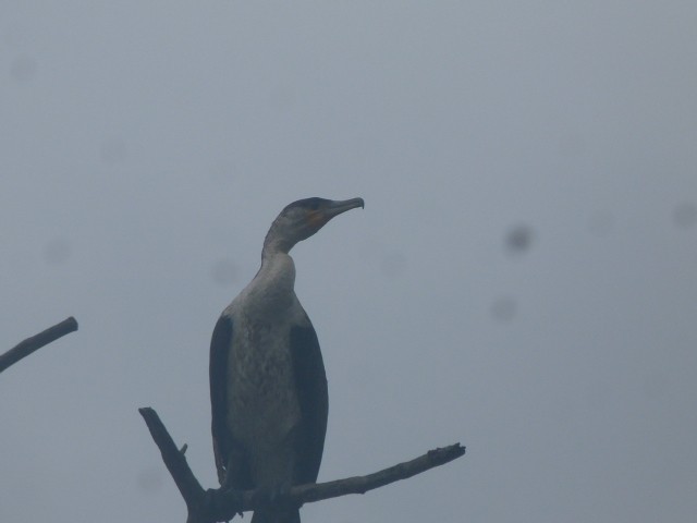 Great Cormorant (White-breasted) - ML40285471